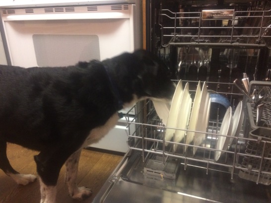 Pettigrew pre-cleans dishes in the dishwasher.